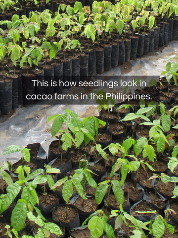 SEEDLINGS TOUR & CHOCOLATEMAKING - 60 MIN FARM TO BAR TOUR - Co Chocolat - Finally, Truly Healthy Chocolates